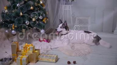 在圣诞树下等待礼物的狗。高清。